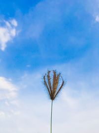 Low angle view of flowering plant against blue sky