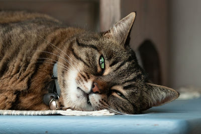 Close-up portrait of a cat