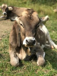 Cows in a field