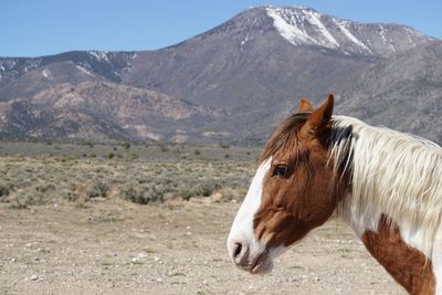 Horse on mountain against sky