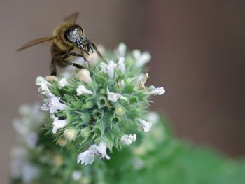 Close-up of bee pollinating on flower