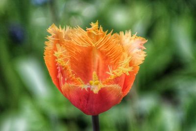 Close-up of orange flower