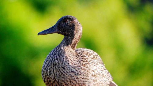 Close-up of a bird