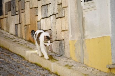 Cat lying on wall