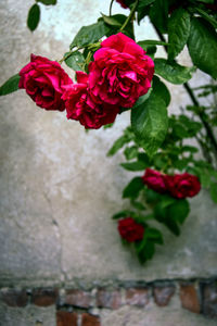 Close-up of red rose blooming outdoors