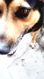 Close-up portrait of a dog