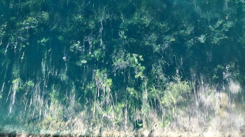 Low angle view of trees against the sky