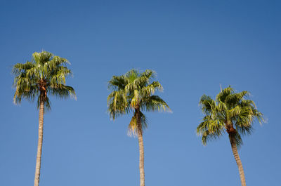 Low angle view of palm trees against clear blue sky