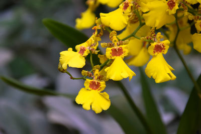 Oncidium orchid flowers background