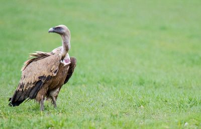 Bird on grassy field