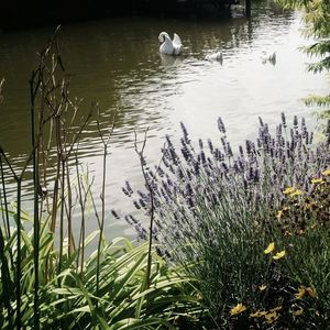 Ducks swimming in lake