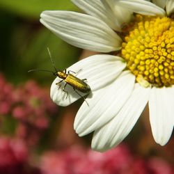 Close-up of insect on yellow flower