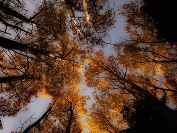 Low angle view of trees during autumn