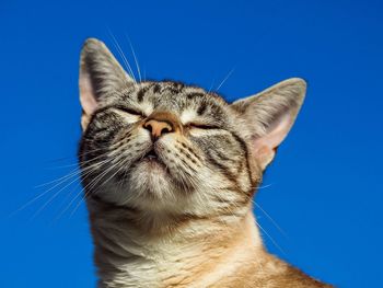 Close-up of cat against clear blue sky