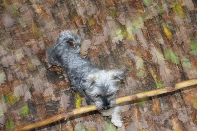 Dog on stone wall