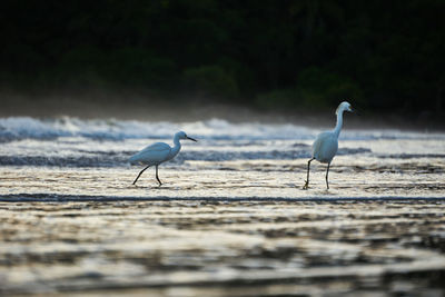 Side view of seagulls on beach