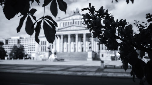 Close-up of flowering plant against building in city