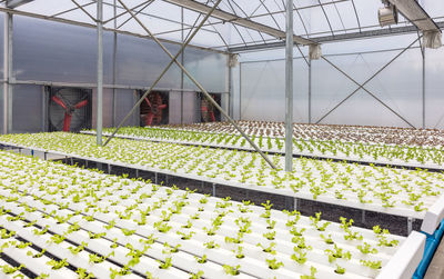 Plants growing in greenhouse