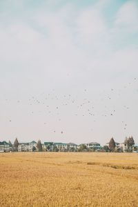 Flock of birds on field against sky