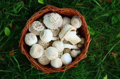 High angle view of mushrooms in basket