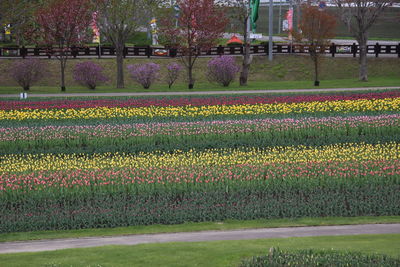 View of flowering plants in park