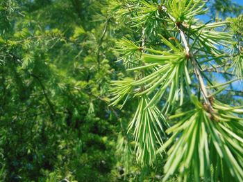 Close-up of leaves on tree