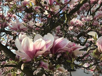 Close-up of magnolia blossoms in spring