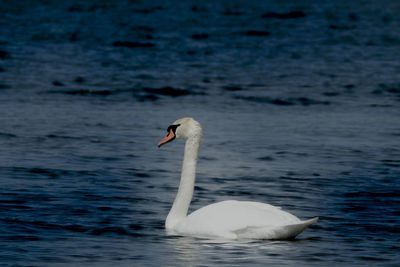 Swan swimming in a lake