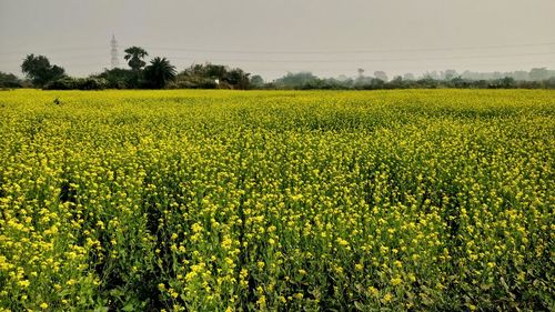 Scenic view of oilseed rape field against sky