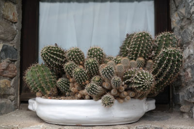 Close-up of cactus growing 