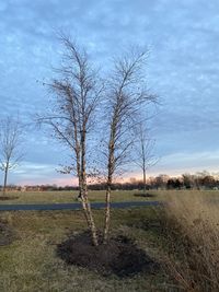 Bare tree on field against sky