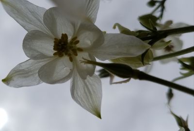 Close-up of white flower blooming on tree against sky