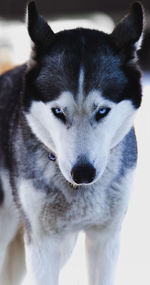 Close-up portrait of dog looking at camera