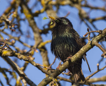 Low angle view of bird perching on tree