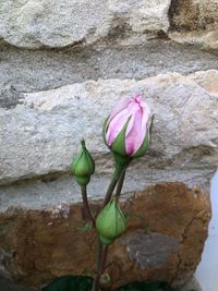 Close-up of pink lotus flower growing on wall