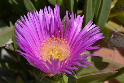 Close-up of purple flower