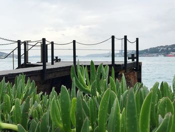 Close-up of plants by sea against sky
