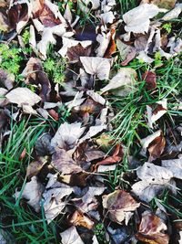 Close-up of autumn leaves