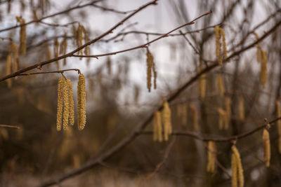 Close-up of dry plant on branch during winter