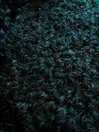 Full frame shot of plants on field