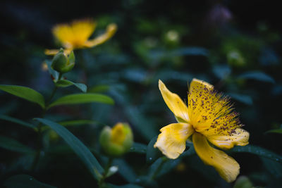 Close-up of yellow flowering plant