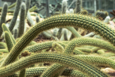 Close-up of succulent plant