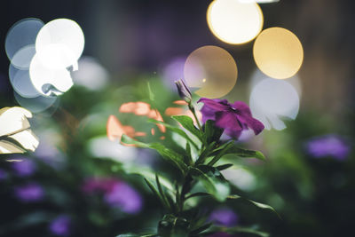 Close-up of purple flowering plants