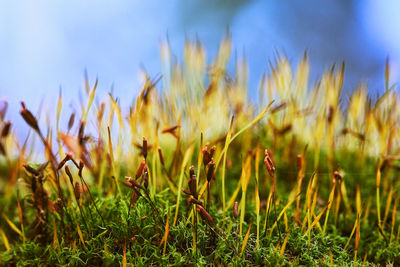 Close-up of crops growing on field against sky