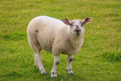 Portrait of sheep standing on field