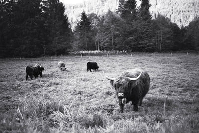 Cows on field against trees