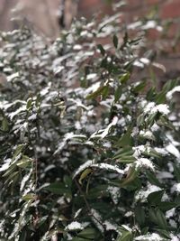 Close-up of frozen plant