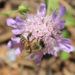 Close-up of bee pollinating on purple flower
