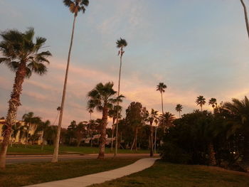 Palm trees against sky