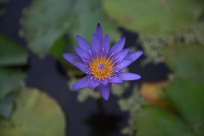 Close-up of purple water lily in pond